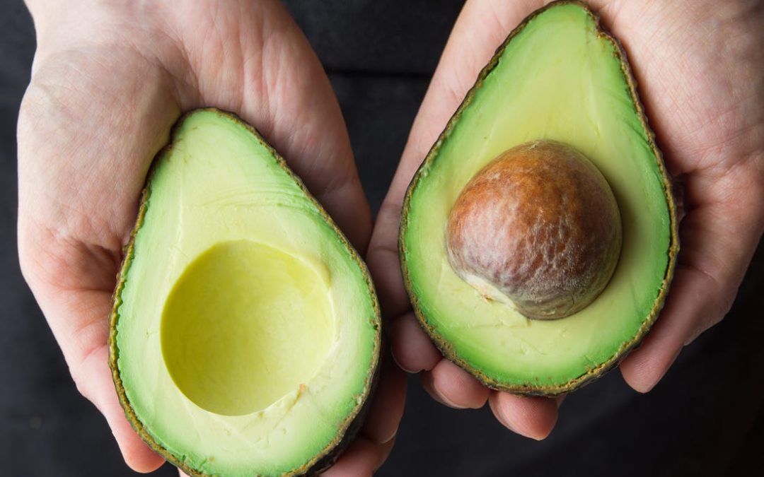 Australia aprueba el inicio de las exportaciones de palta chilena