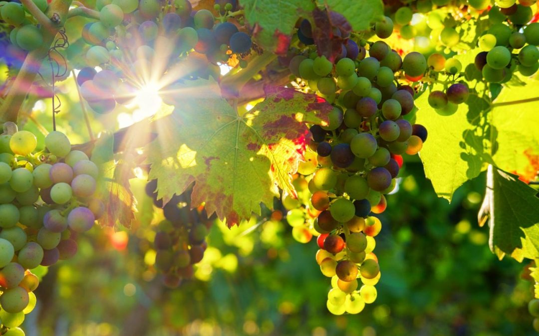 EE.UU. comienza transición a uvas de mesa sudamericanas en medio de expectativas de mayores volúmenes.
