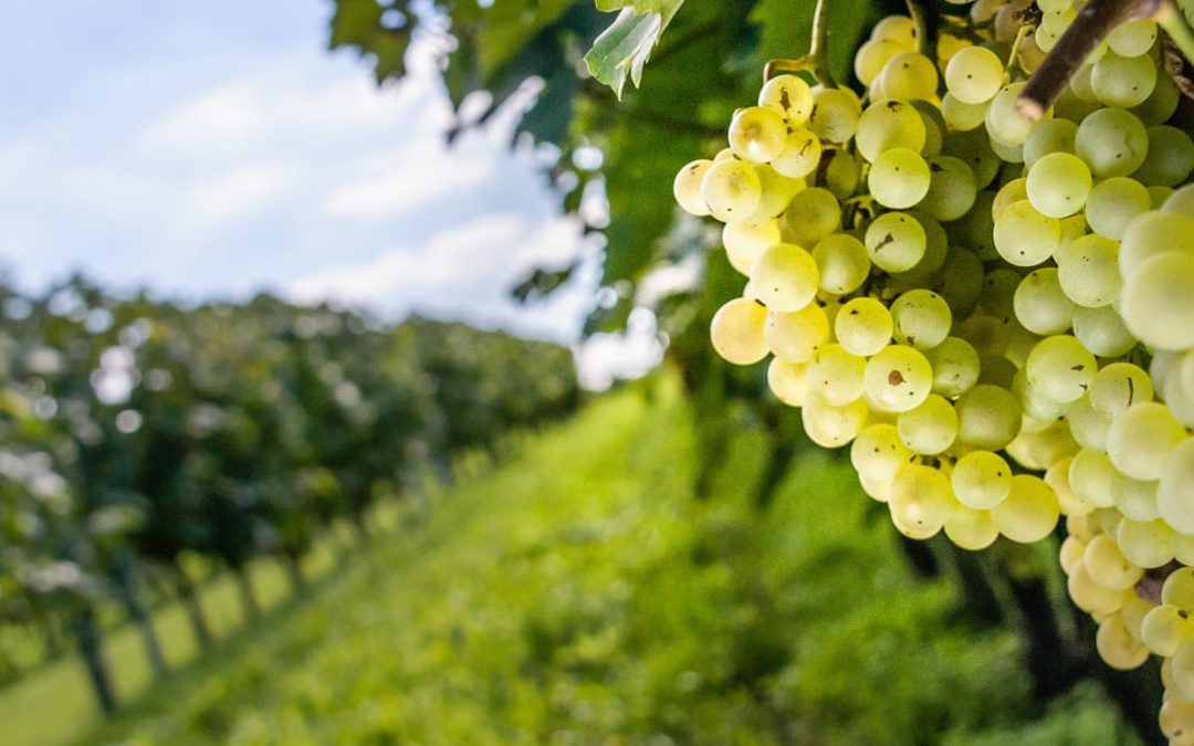Peruvian farmworker protests: Harvests hindreds as exporter says “grapes are going bad”
