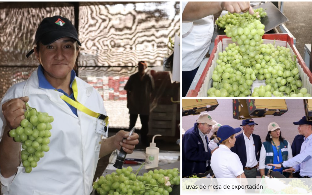 Dan inicio a la temporada de uvas de mesa chilena 2023-2024: Gremios insisten en la urgencia de contar con el Systems Approach para mejorar la competitividad de esta fruta